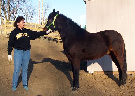 Ted Has Been Adopted As A Pasture Mate